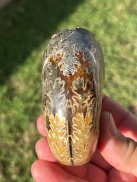 Image 6 of Ammonite Fossil | Madagascar #3022