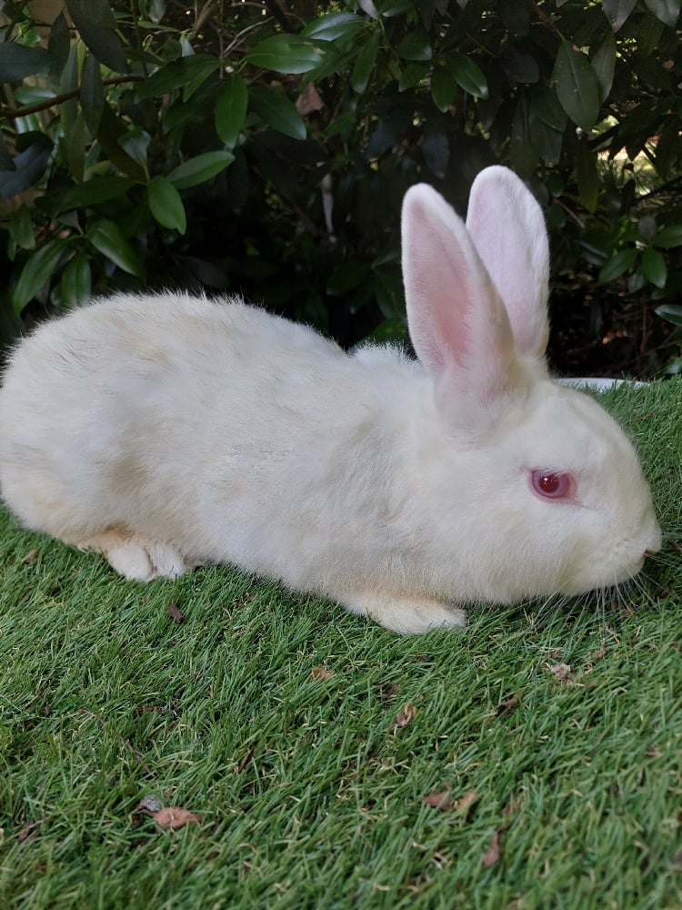 Image of Biscuit (M) Fixed