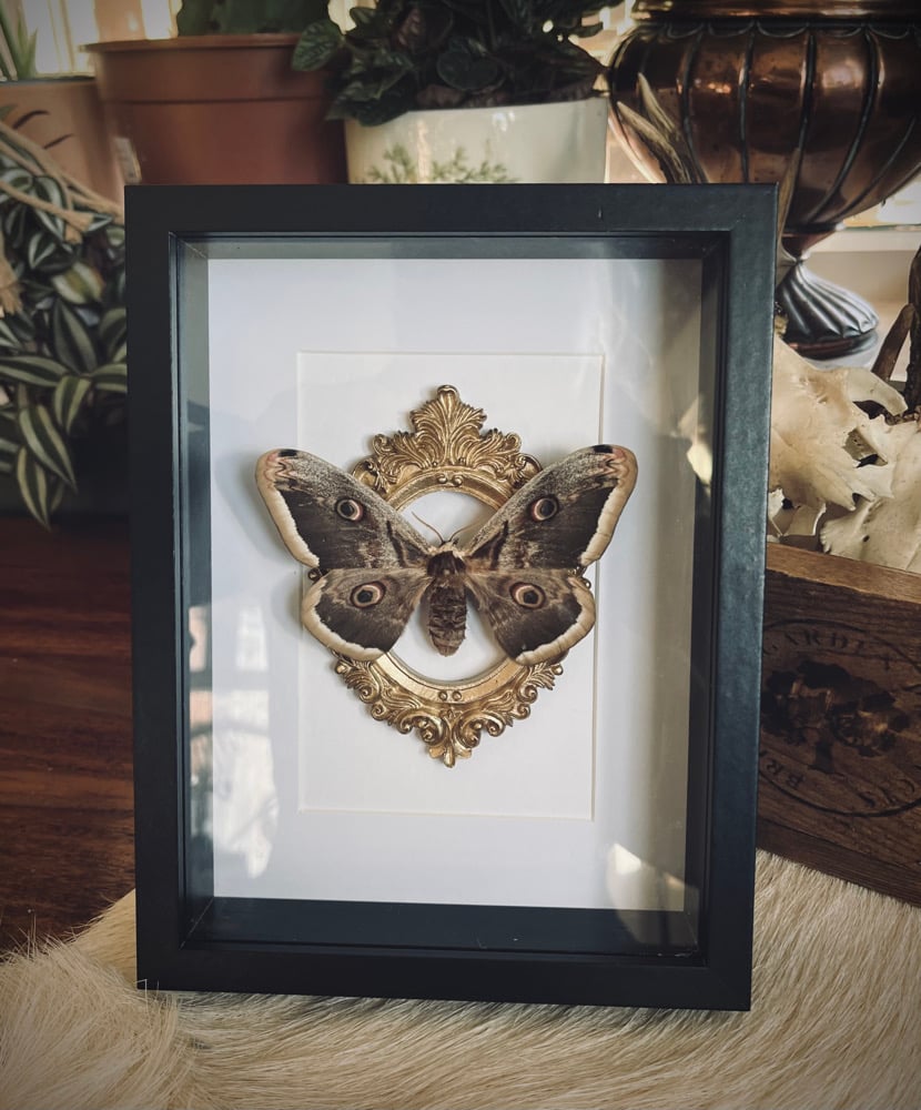 Image of Ornate Framed Giant Peacock Moth (Saturnia)