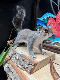 Image 3 of Make your own Taxidermy Squirrel Workshop March 26th 5.30pm to 9pm