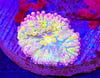 rainbow Ricordia mushroom 
