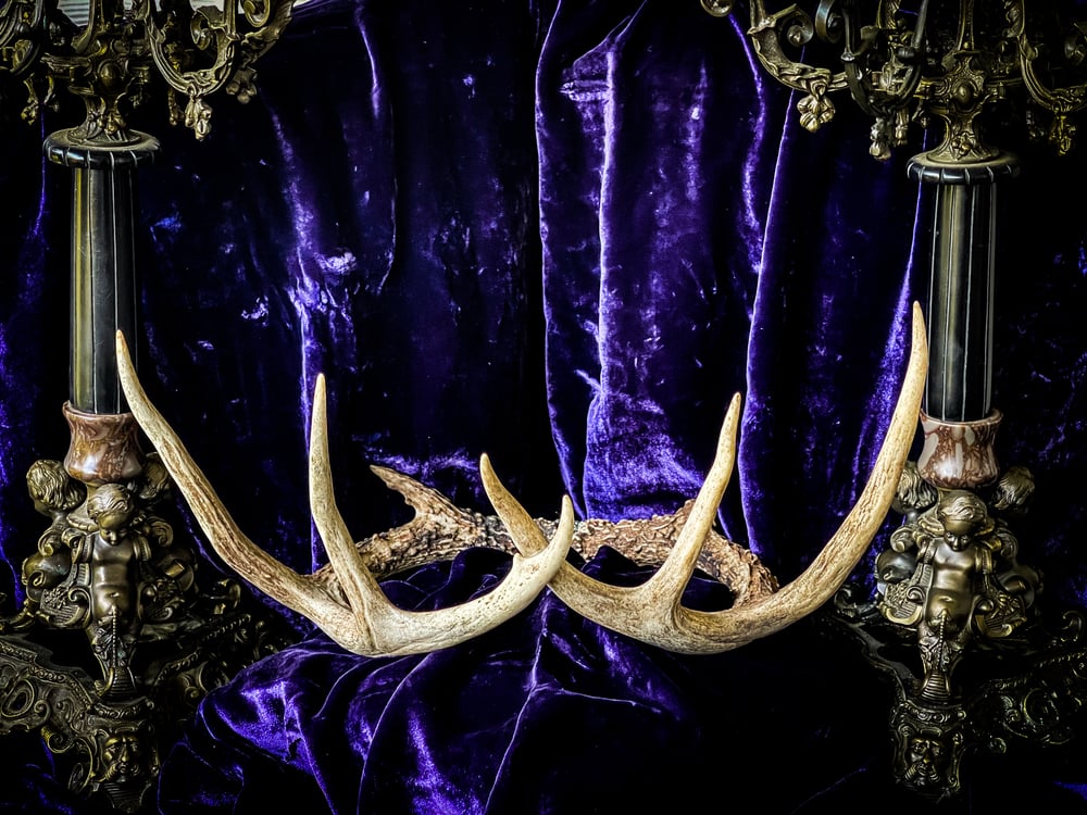 Image of Natural Deer Antler - Crown 