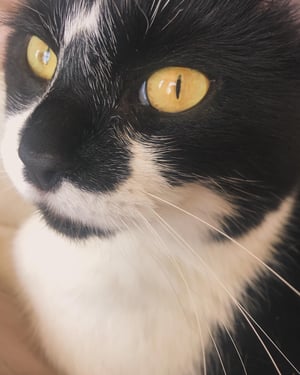 Image of Animal Reiki distance or local 