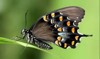 Image 4 of Metamorphosis - Spicebrush Swallowtail 