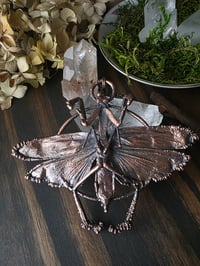 Image 2 of Real Praying Mantis 