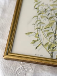 Image 5 of Duo de cadres botaniques