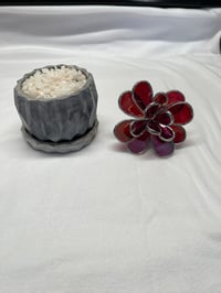 Image 4 of Red Succulent in Pot