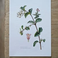 Image 3 of Planches De Botanique Camarine, Gui, Symphorine, Buis, Canneberge ...