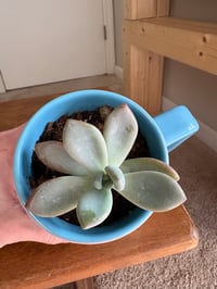 Image 4 of Ghost Plant in Dumbo 'Don't Just Fly, Soar' Mug