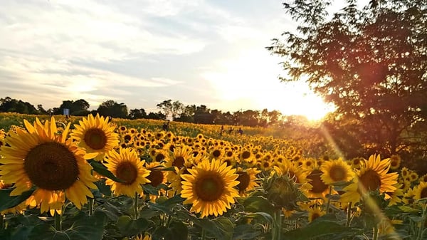 Image of Sunflower Mini Sessions 2019
