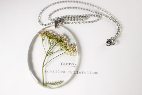 Image of Yarrow (Achillea millefolium) - Large Oval #1