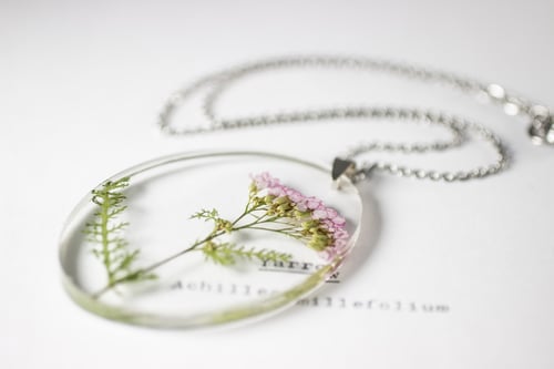 Image of Pink Yarrow (Achillea millefolium) - Medium Oval #2