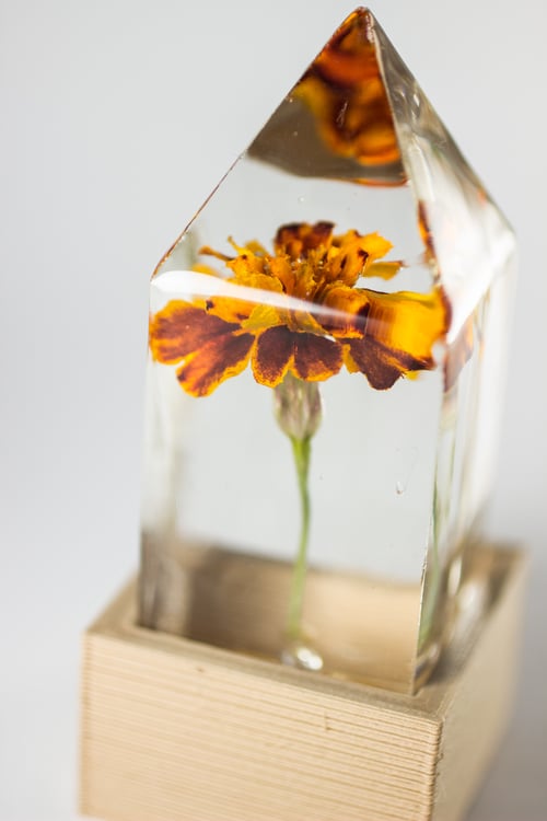 Image of French Marigold (Tagetes patula) - Floral Light #1