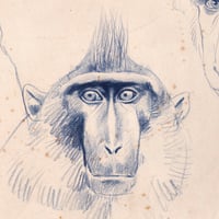 Image 2 of Original Painting - "Macaques à crête 1" - 35x28 cm