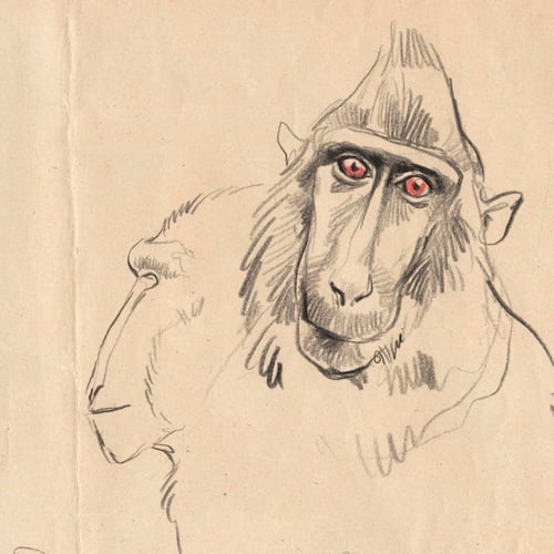 Image of Original Drawing - "Macaques à crête 2" - 24x33,5 cm