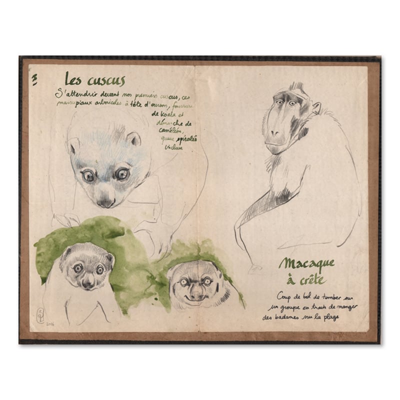 Image of Original Drawing - "Cuscus et macaque à crête" - 29x23,5 cm