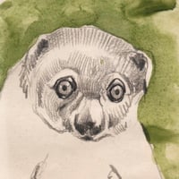 Image 2 of Original Drawing - "Cuscus et macaque à crête" - 29x23,5 cm