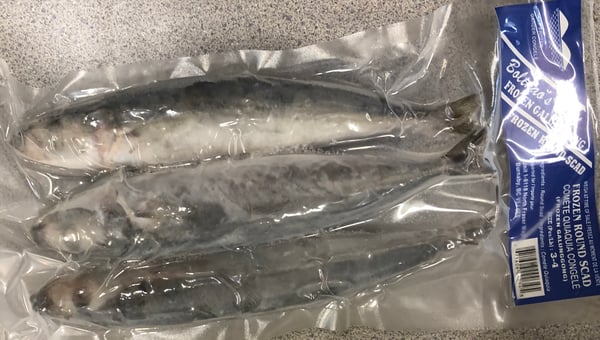 Image of  Bolinao’s or Searay Galungong 3-4 500g