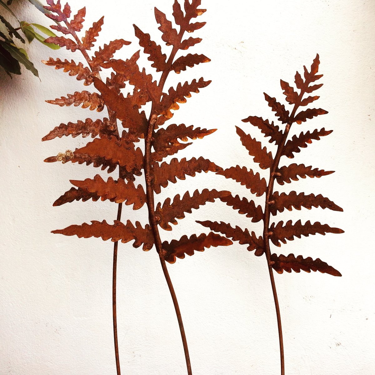 Tall rusty garden fern