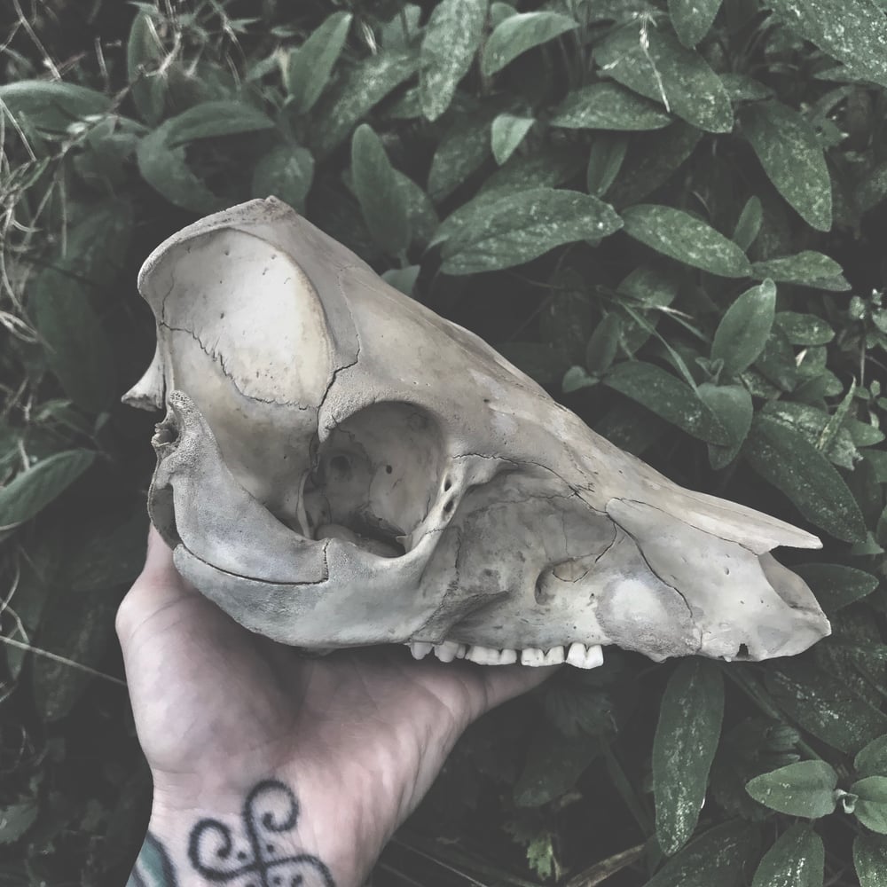 Image of Natural Death Pig Skull