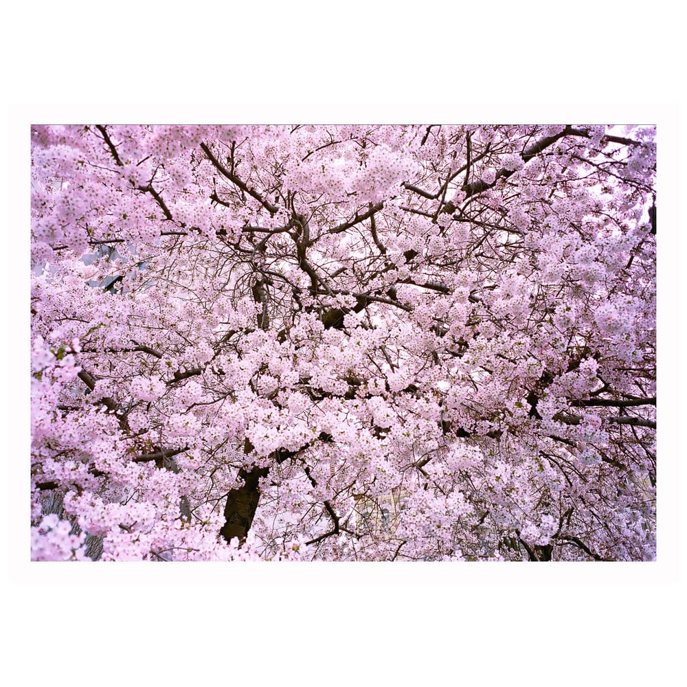 Image of “Blossoms” 5x7 print