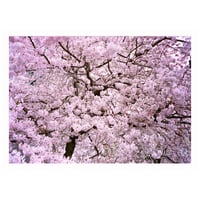 “Blossoms” 5x7 print