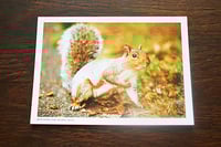 Image 5 of Central Park Squirrel Census 2019 Report