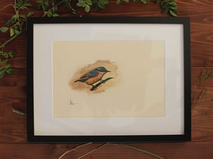 Image of Original Works on Paper Series - Nuthatch - A4/Framed