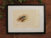 Original Works on Paper Series - Nuthatch - A4/Framed