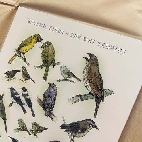 Image of Endemic Birds of The Wet Tropics