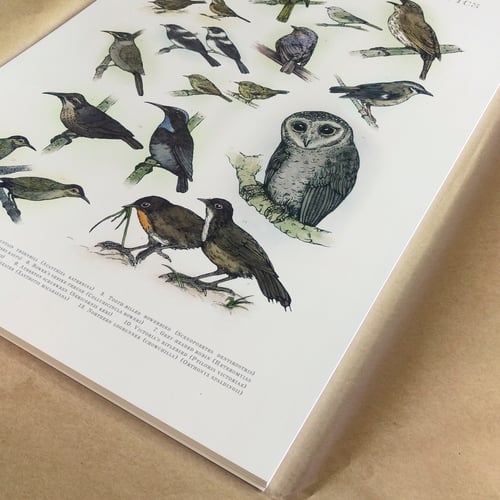 Image of Endemic Birds of The Wet Tropics