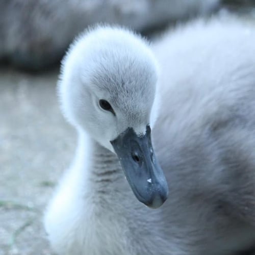Image of Sterling silver swan necklace