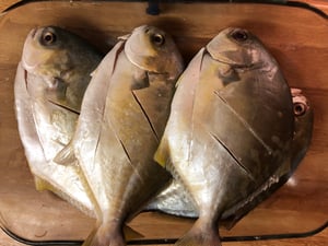 Image of Golden Pompano 400-500g