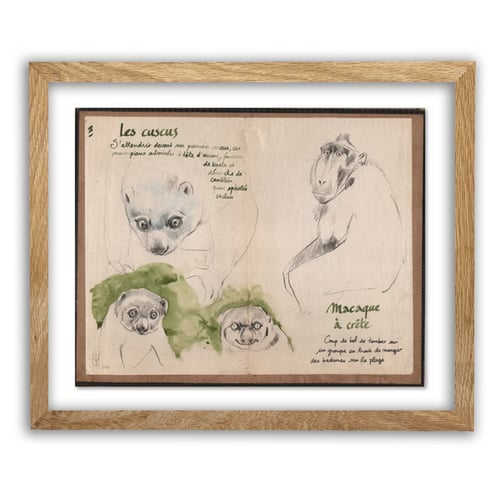 Image of Original Drawing - "Cuscus et macaque à crête" - 29x23,5 cm