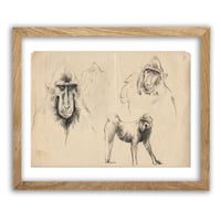 Image 4 of Original Drawing - "Macaques à crête 2" - 24x33,5 cm