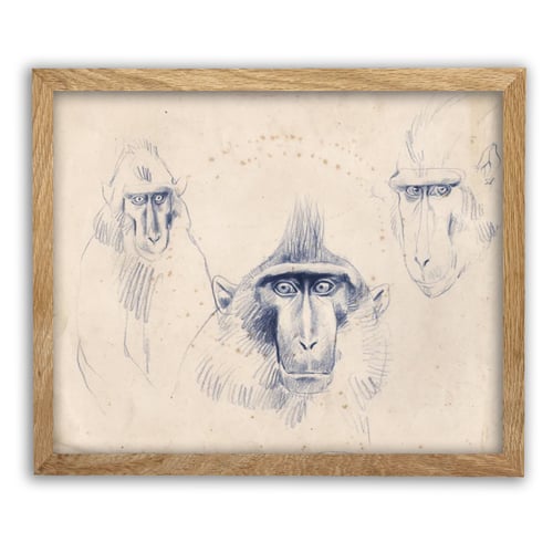 Image of Original Painting - "Macaques à crête 1" - 35x28 cm