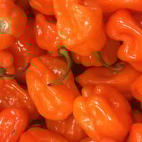 Habanero Seeds