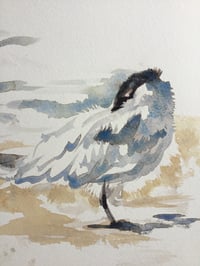 Image 2 of Caspian tern study
