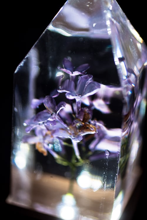 Image of Lilac (Syringa vulgaris) - Floral Nightlight #1