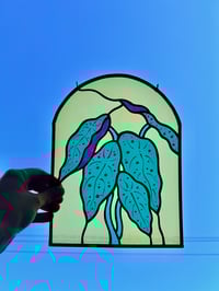 Image 3 of Begonia Arc 