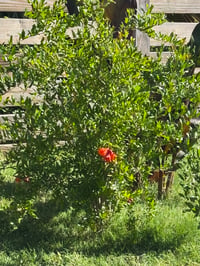 Image 2 of Pomegranate 