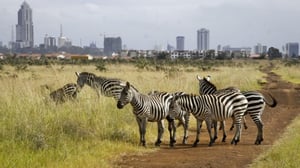 Image of 7 Day Educational Tour to Kenya