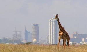Image of 7 Day Educational Tour to Kenya