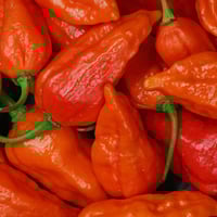 Ghost Pepper Seeds