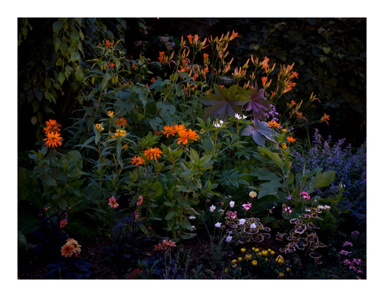 Image of Midnight in the Garden print - 8.5 x 11"