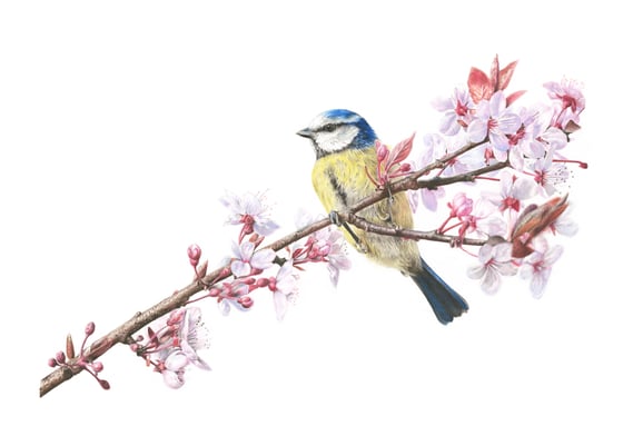 Image of 'Blossom & Blue' Limited Edition Print