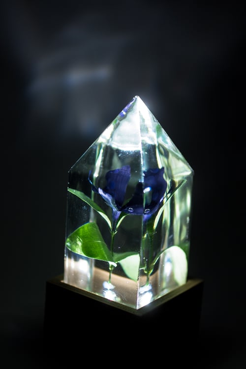 Image of Periwinkle (Vinca minor) - Floral Prism Light #1