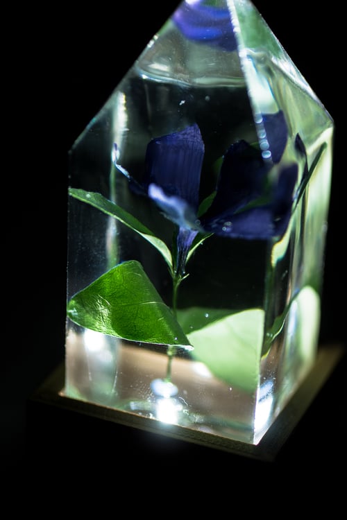 Image of Periwinkle (Vinca minor) - Floral Prism Light #1