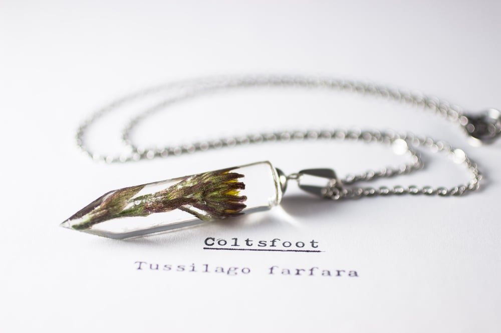 Image of Coltsfoot (Tussilago farfara) - Crystalline Pendant #2