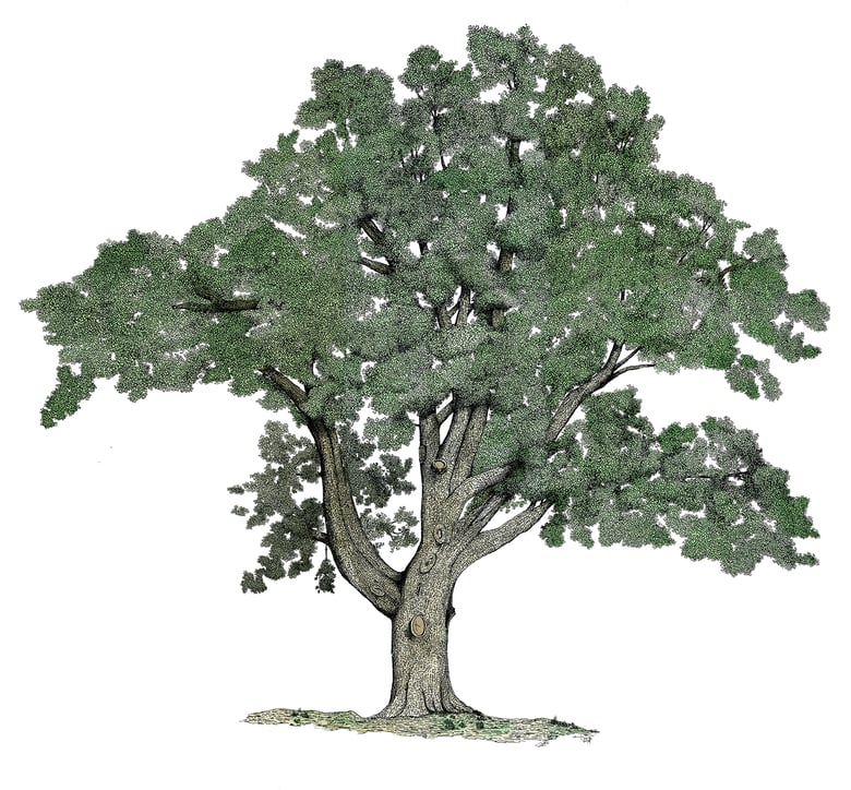 Image of English Oak